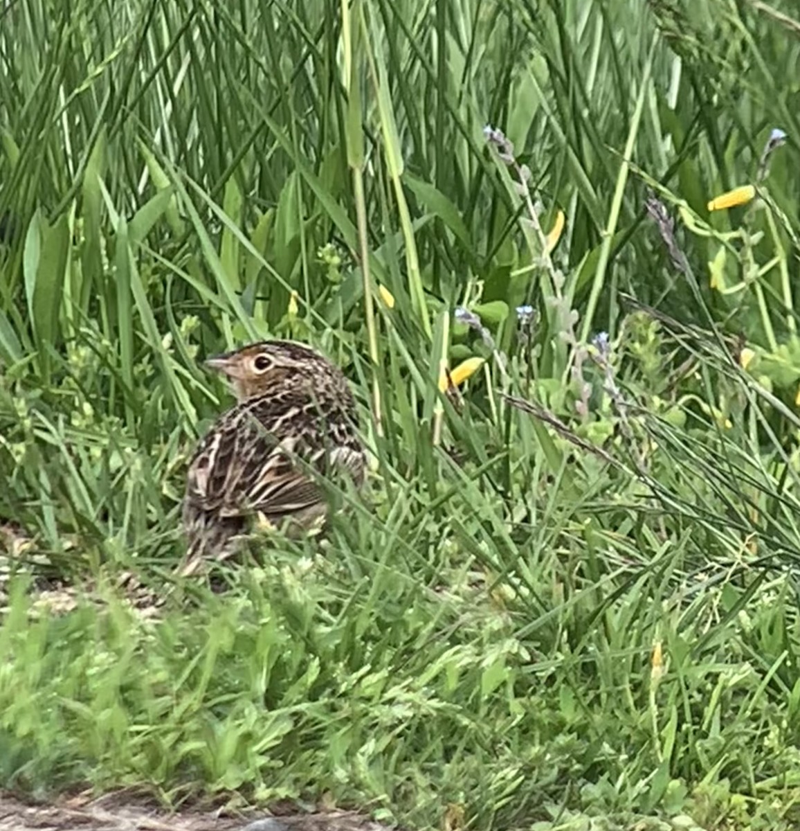 Grasshopper Sparrow - ML657530242