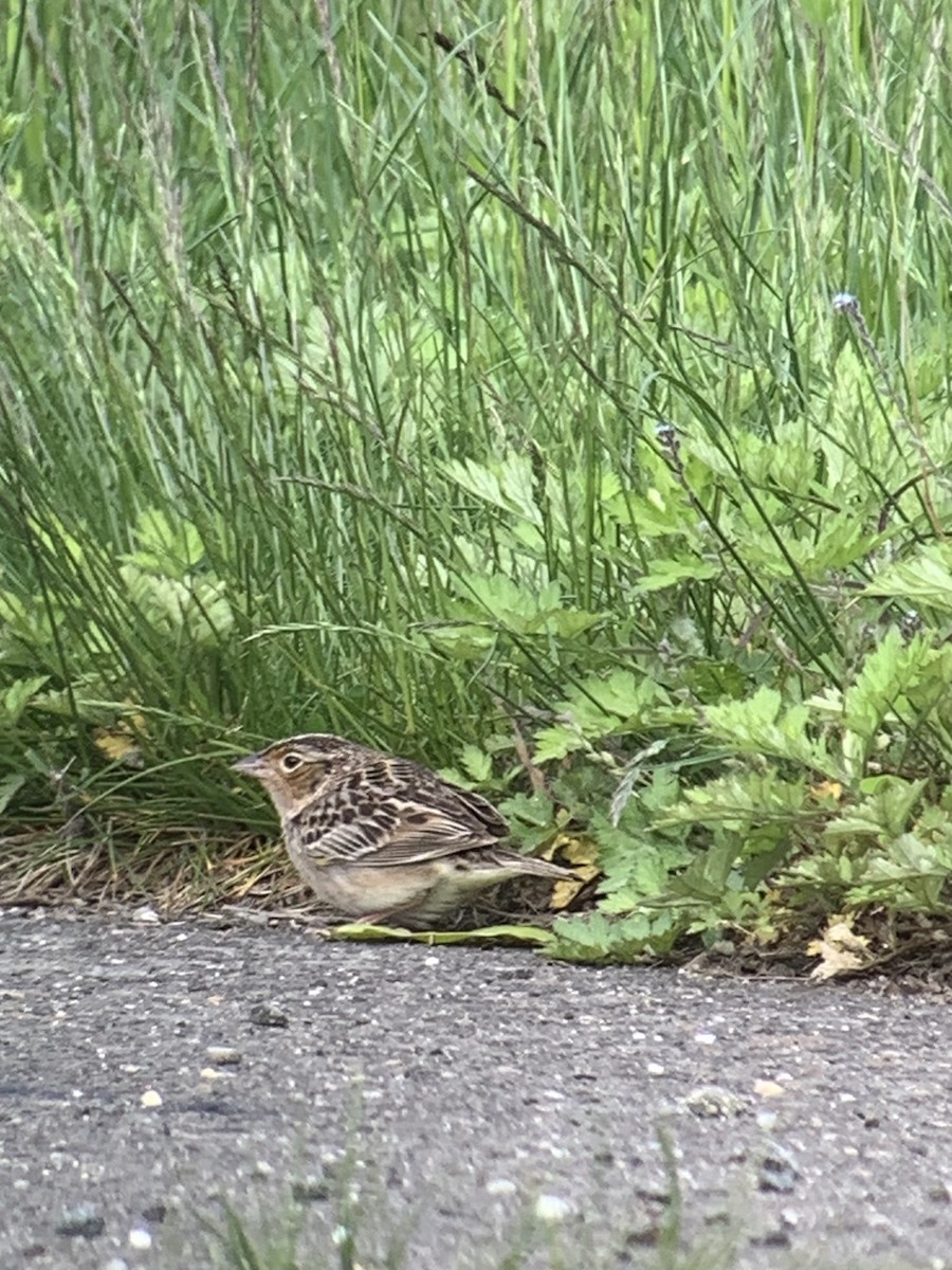 Grasshopper Sparrow - ML657530243
