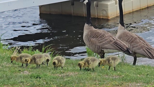 Canada Goose - ML657530340