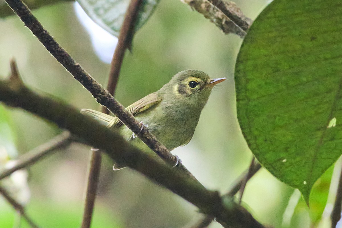 Oustalet's Tyrannulet - ML657530423