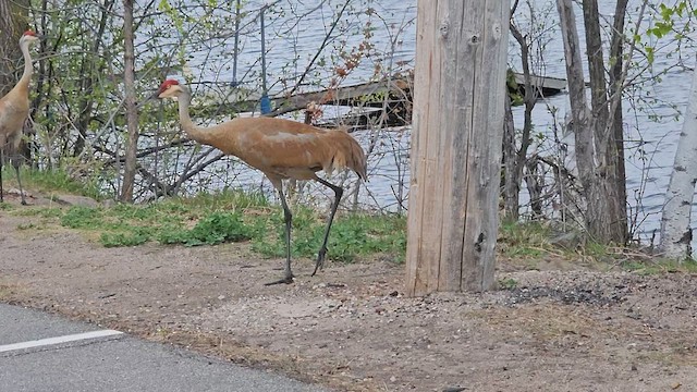 Sandhill Crane - ML657530927