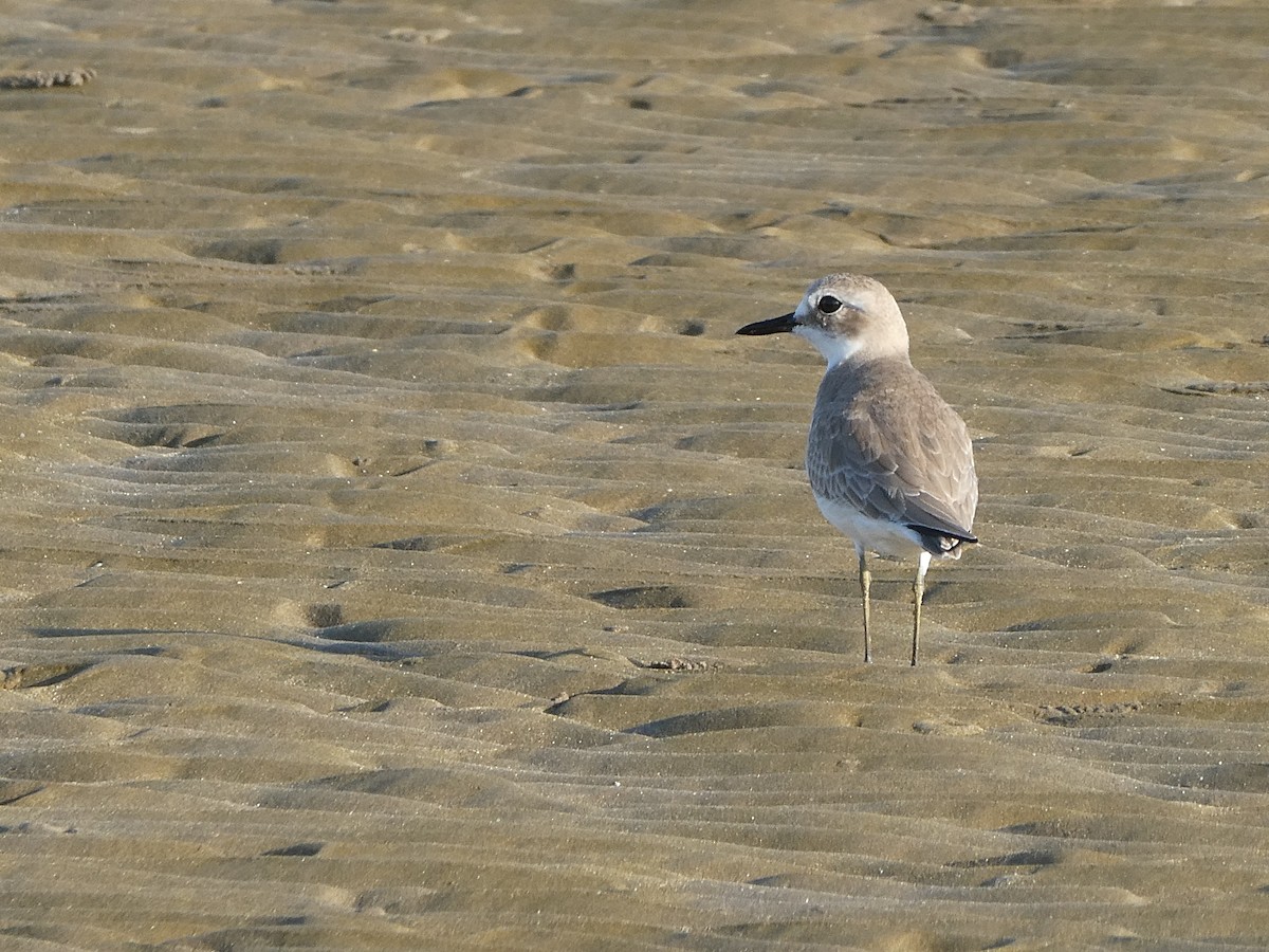 Greater Sand-Plover - ML657531821