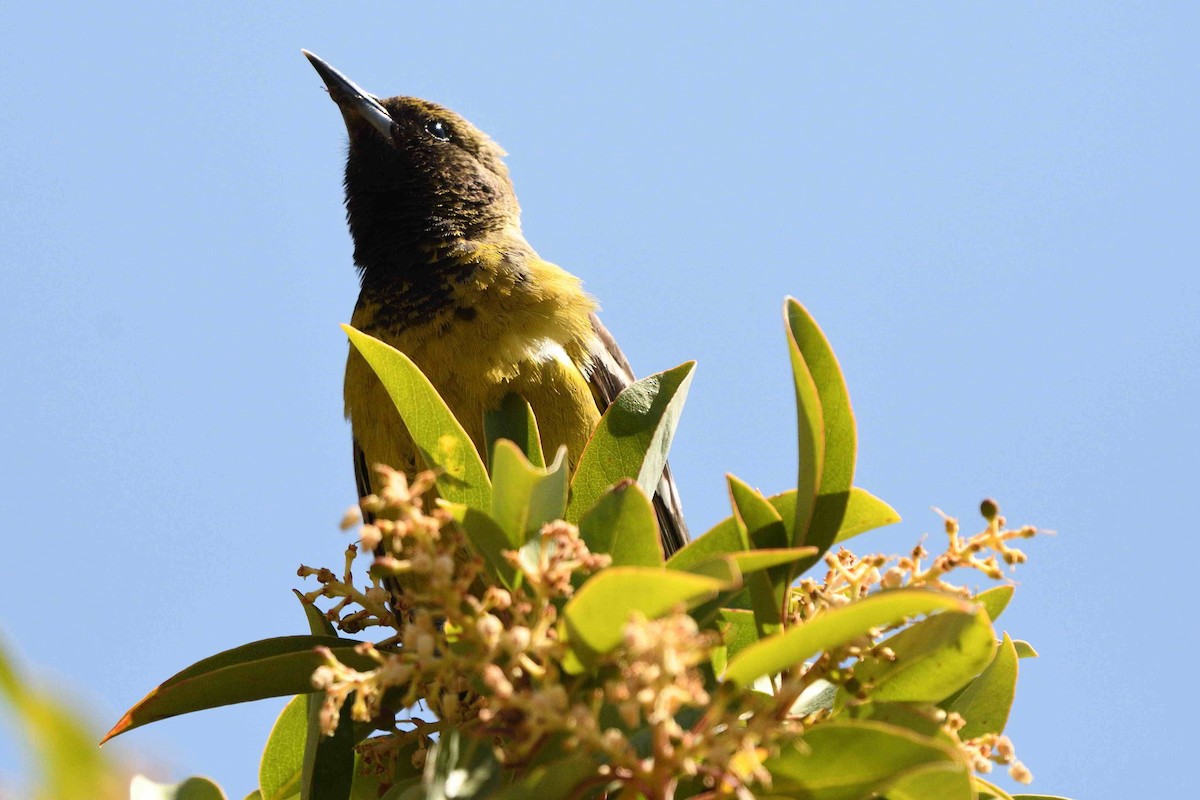 Scott's Oriole - ML657531987