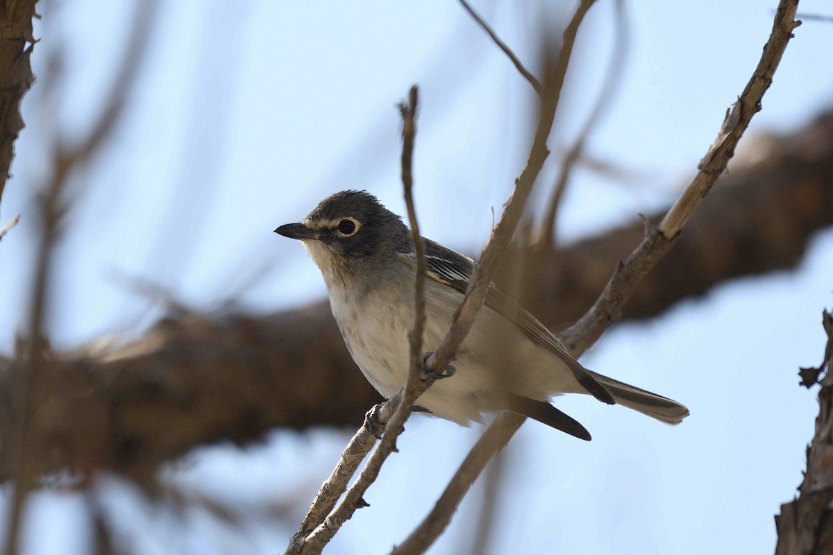 Plumbeous Vireo - ML657532050