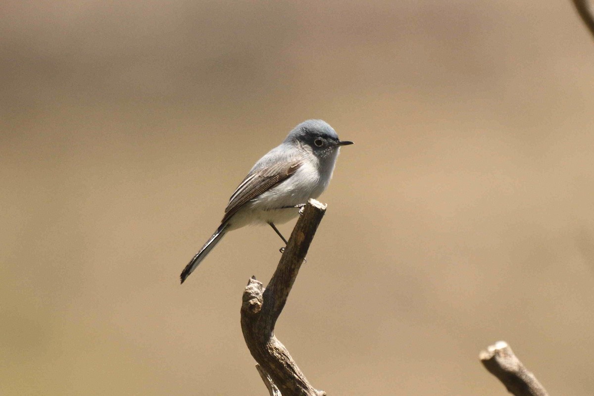 Blue-gray Gnatcatcher - ML657532106