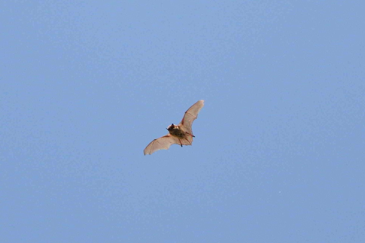 Mouse-eared Bats - ML657532134