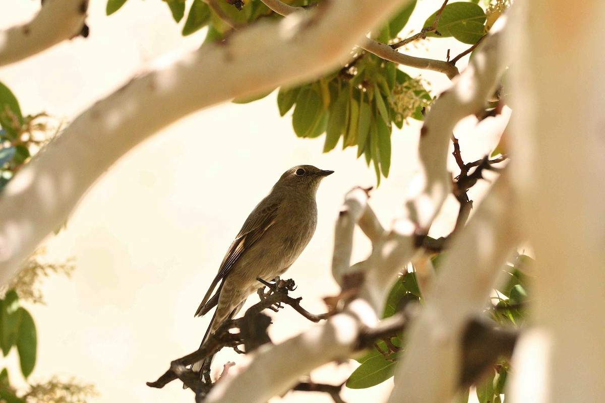 Townsend's Solitaire - ML657532192
