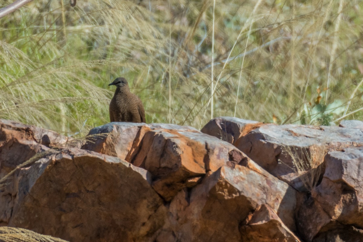 White-quilled Rock-Pigeon - ML65753221