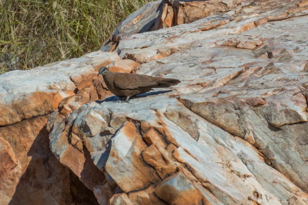 White-quilled Rock-Pigeon - ML65753231