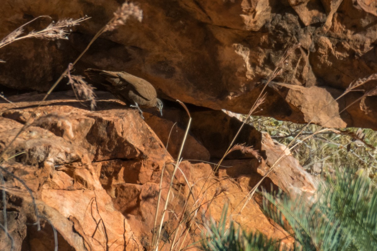 White-quilled Rock-Pigeon - ML65753241