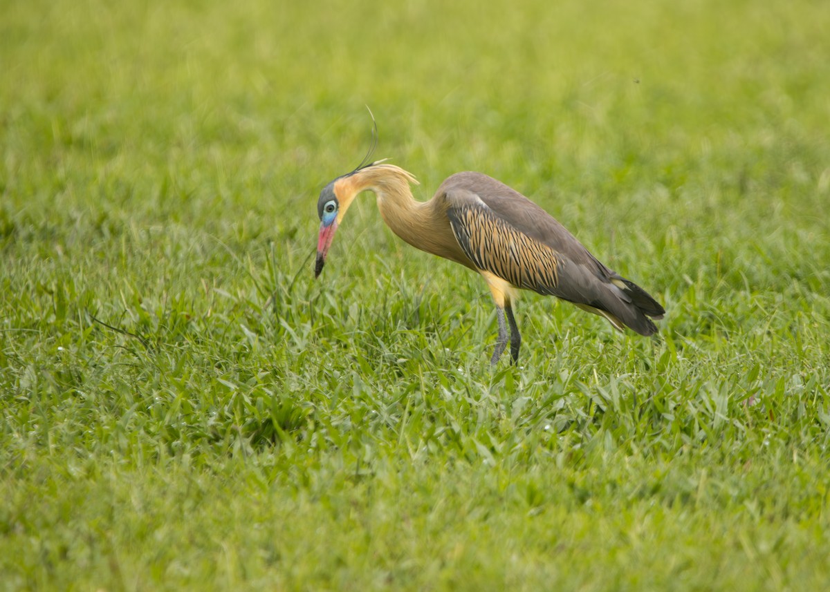 Whistling Heron - ML657532429