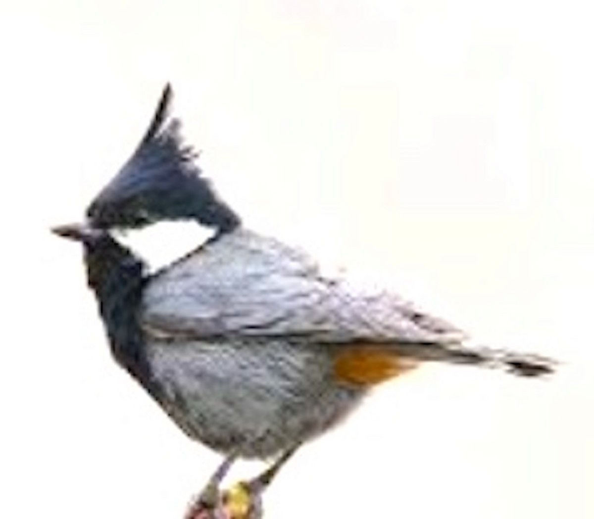 rustflekkmeis - ML657532496