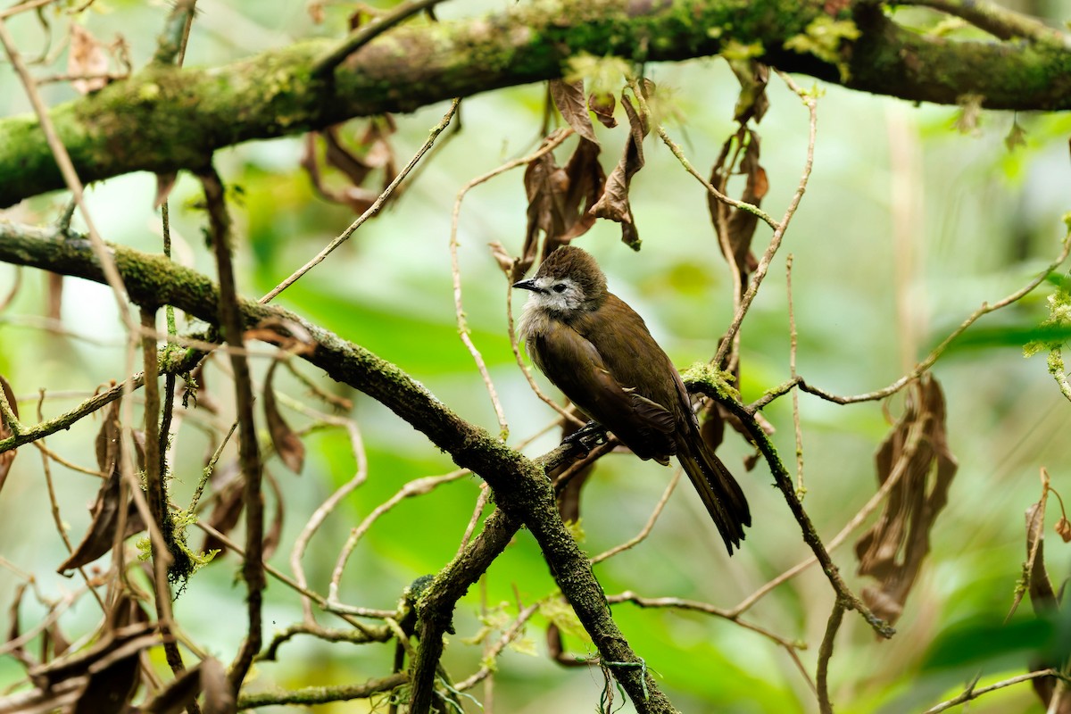 Pale-faced Bulbul - ML657532732