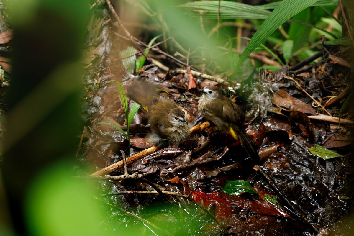 Pale-faced Bulbul - ML657532766