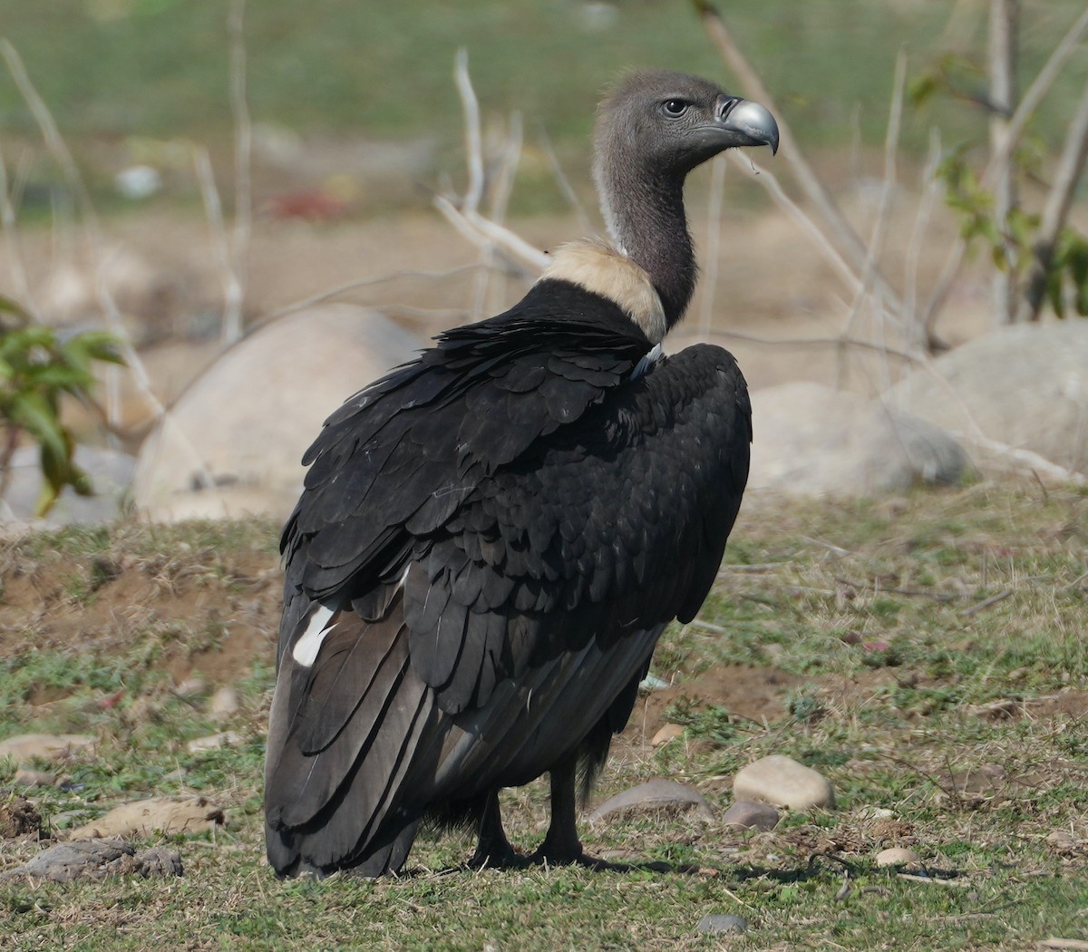 White-rumped Vulture - ML657532800
