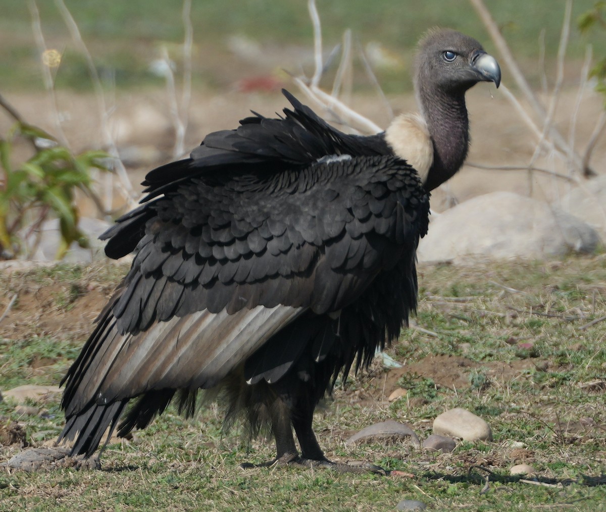 White-rumped Vulture - ML657532801