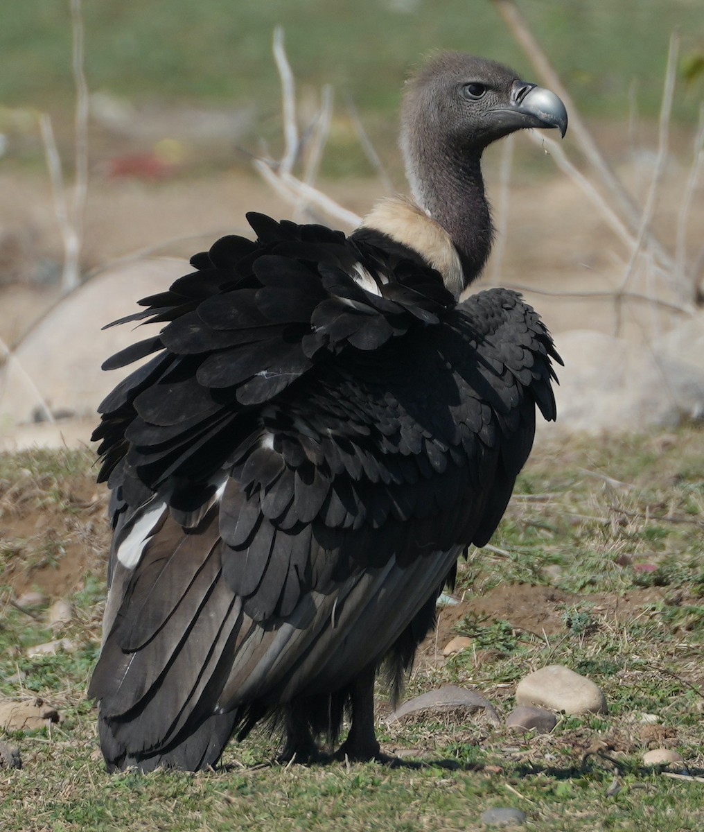 White-rumped Vulture - ML657532802