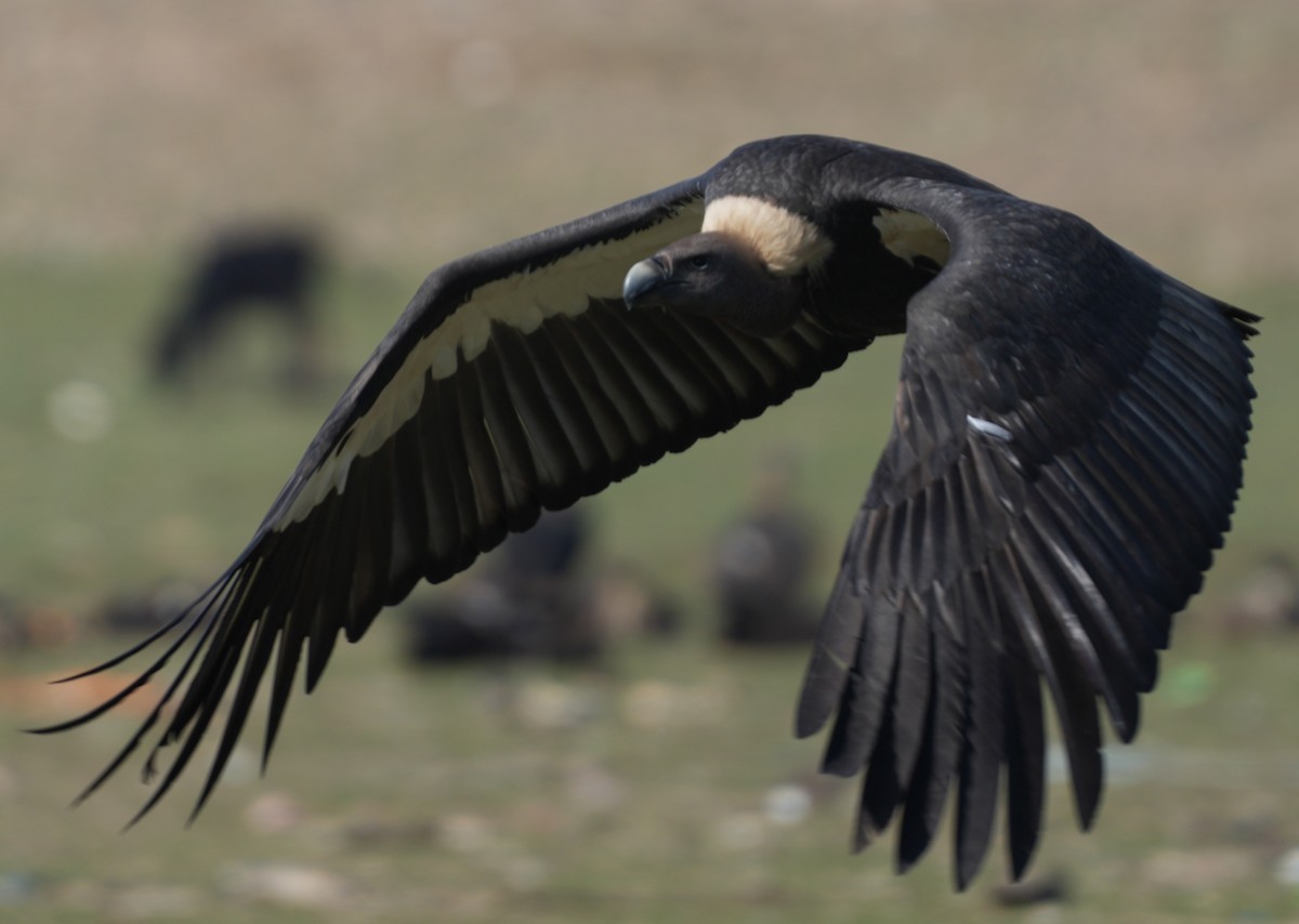 White-rumped Vulture - ML657532803