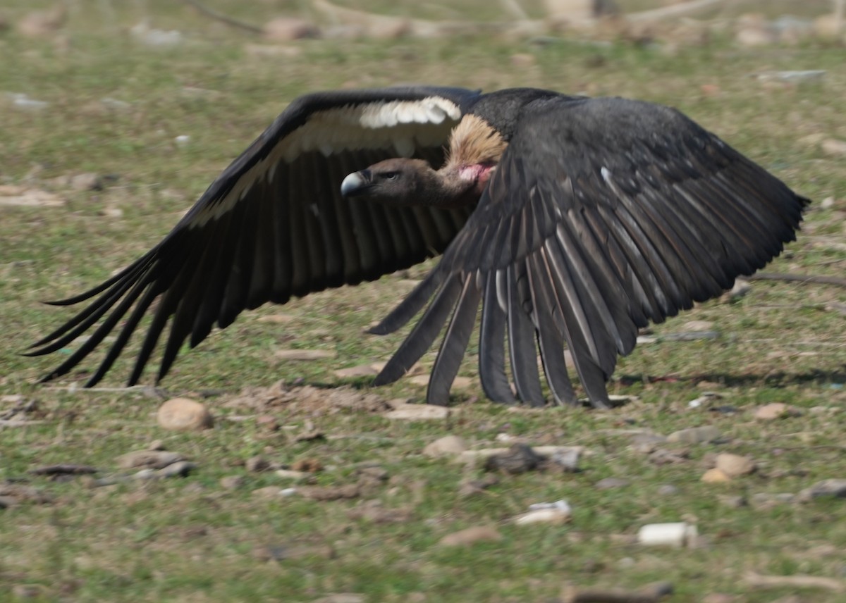 White-rumped Vulture - ML657532804