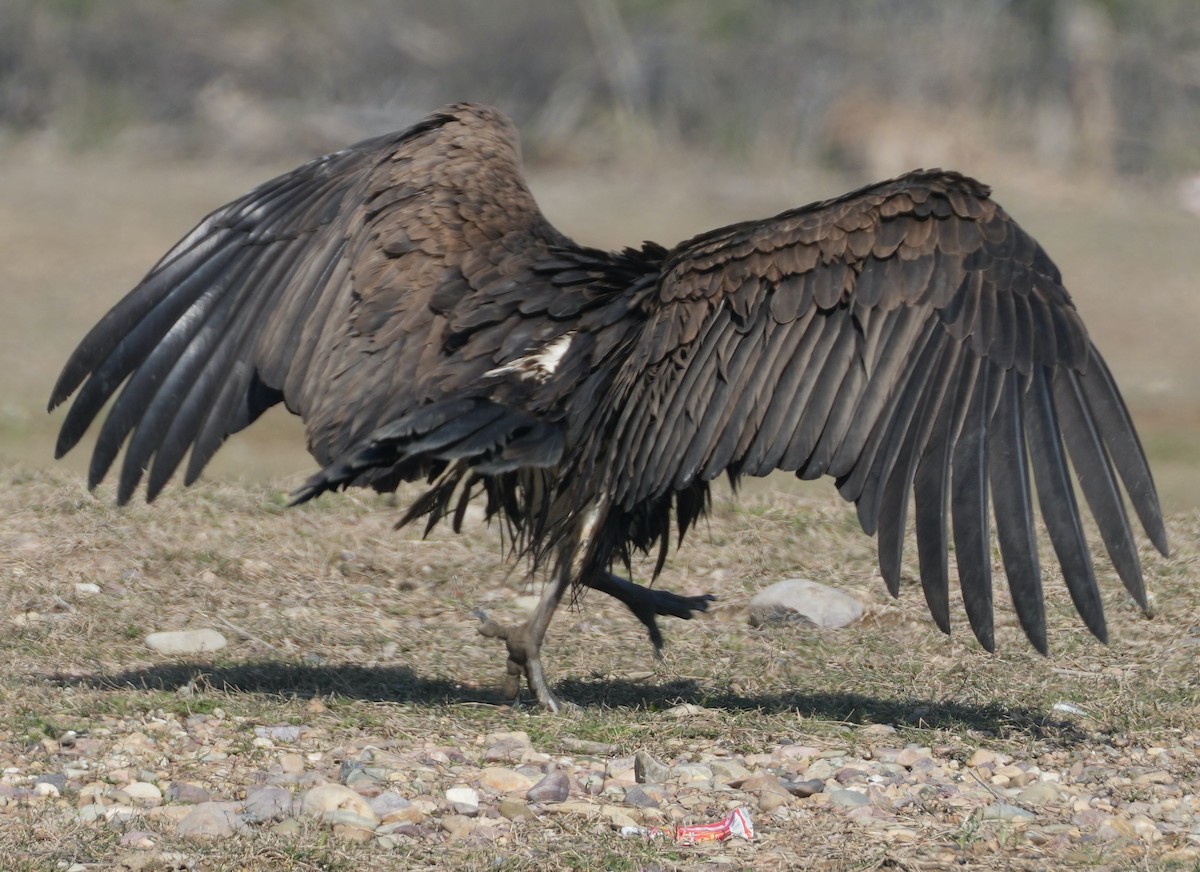 White-rumped Vulture - ML657532805