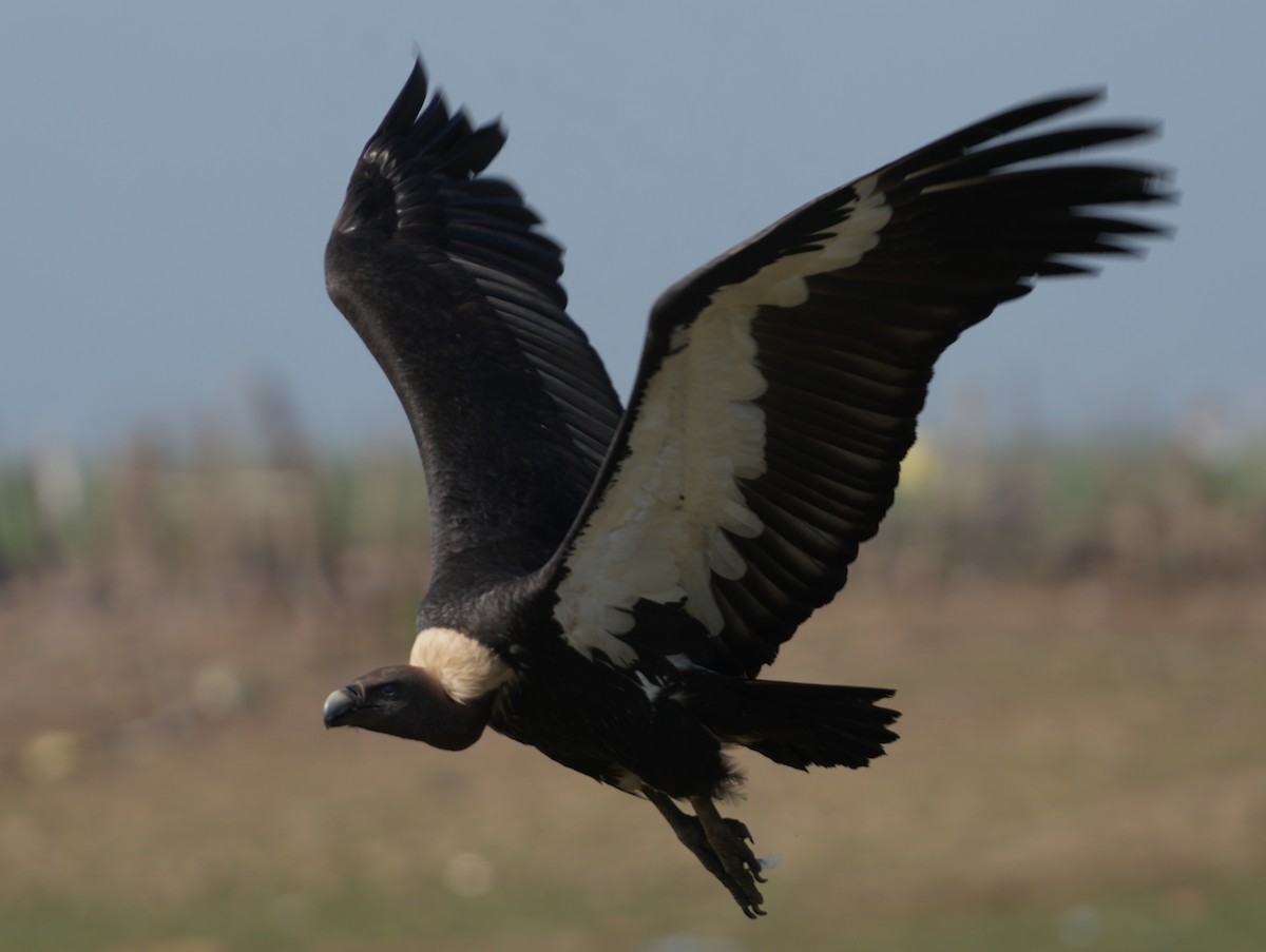 White-rumped Vulture - ML657532806