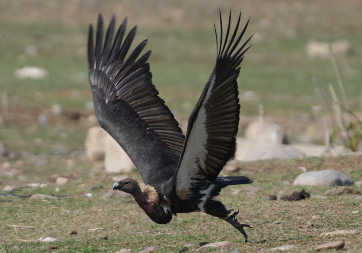 White-rumped Vulture - ML657532807
