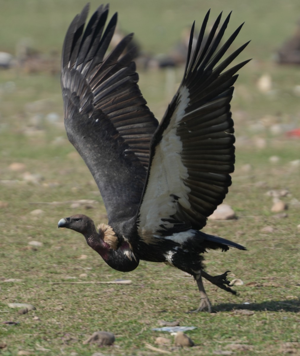 White-rumped Vulture - ML657532808