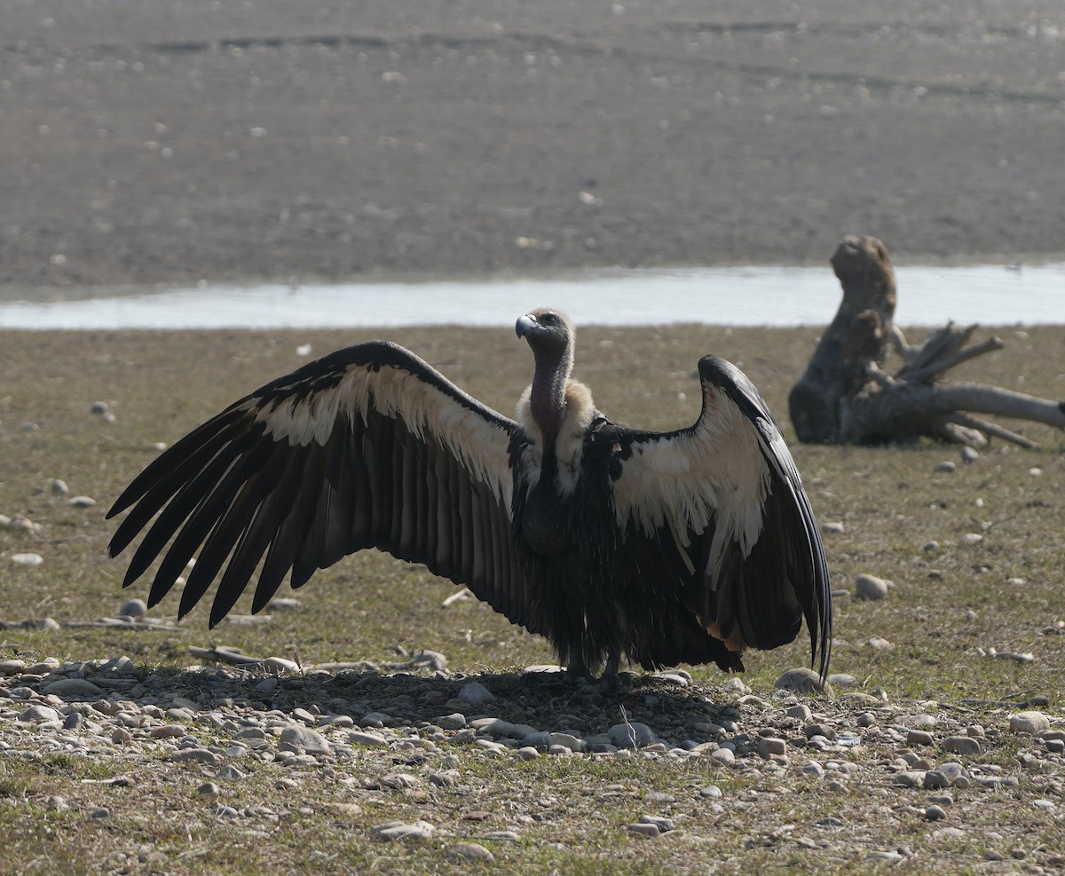 White-rumped Vulture - ML657532809