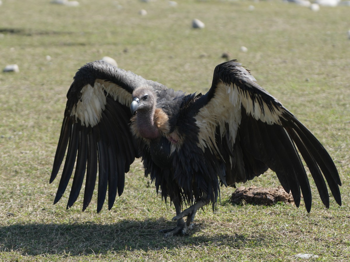 White-rumped Vulture - ML657532810