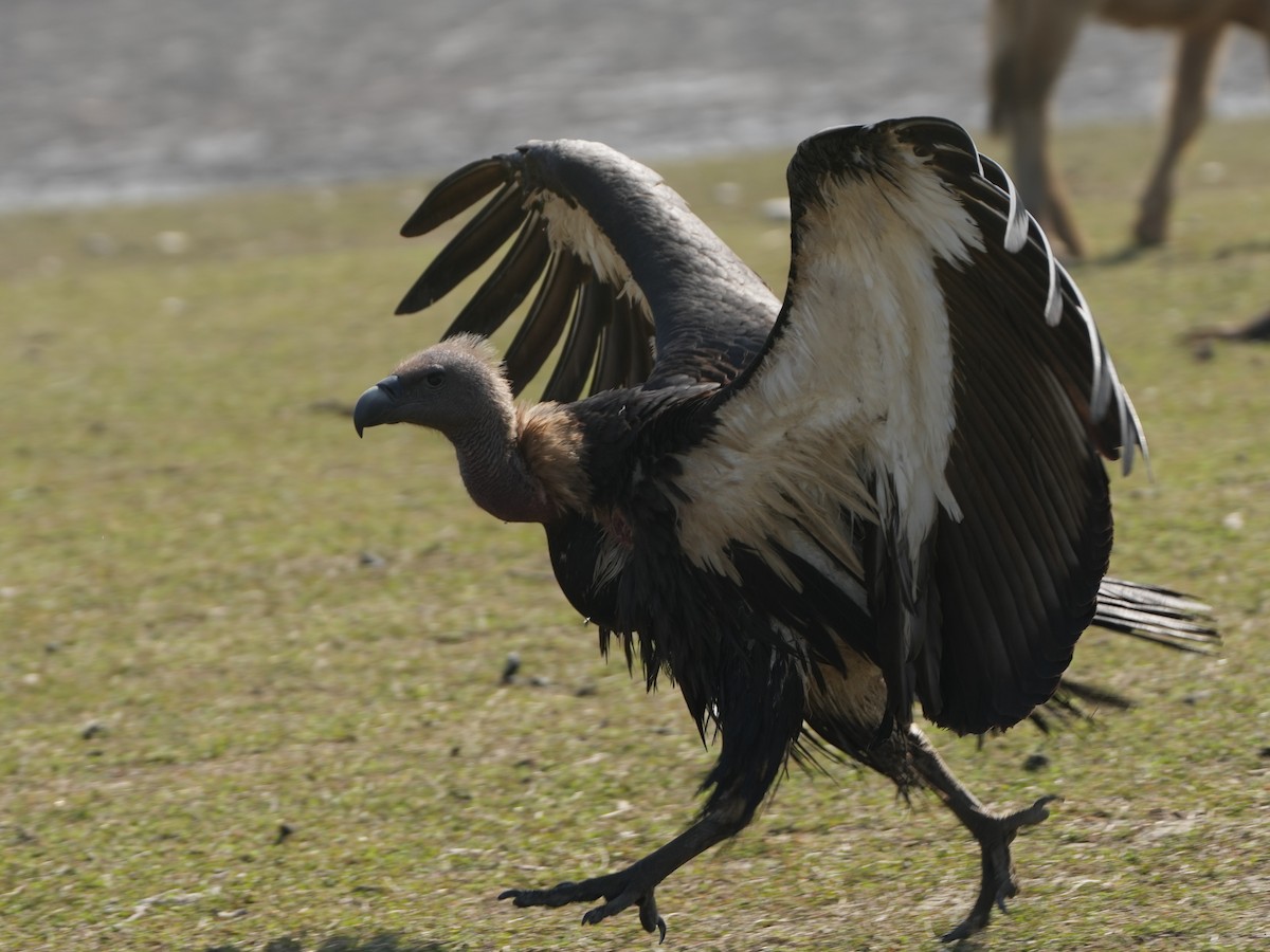 White-rumped Vulture - ML657532811