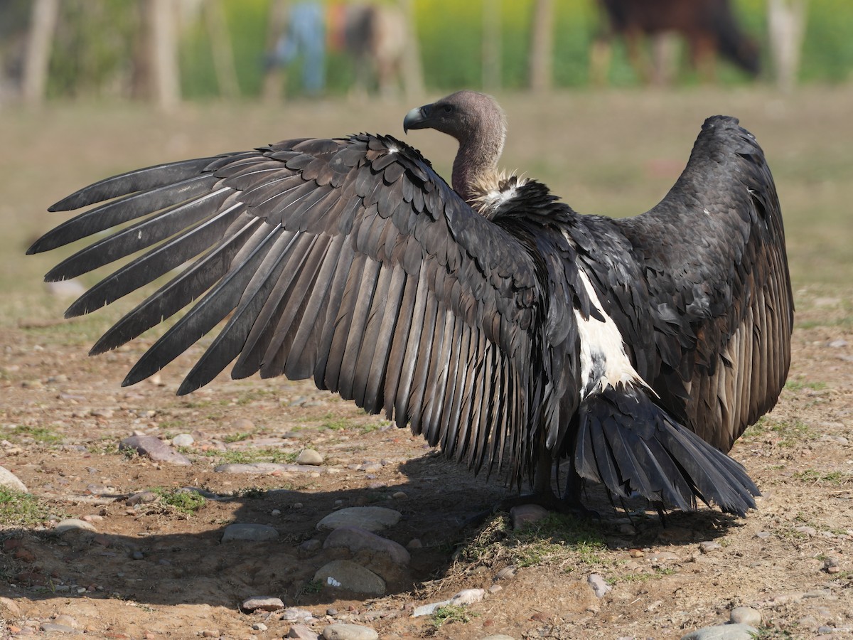White-rumped Vulture - ML657532814