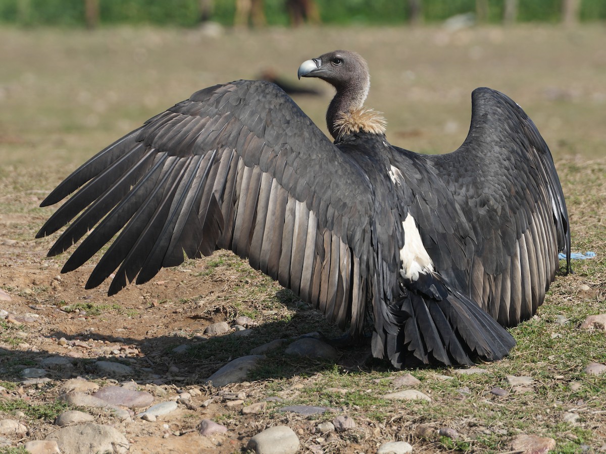 White-rumped Vulture - ML657532815
