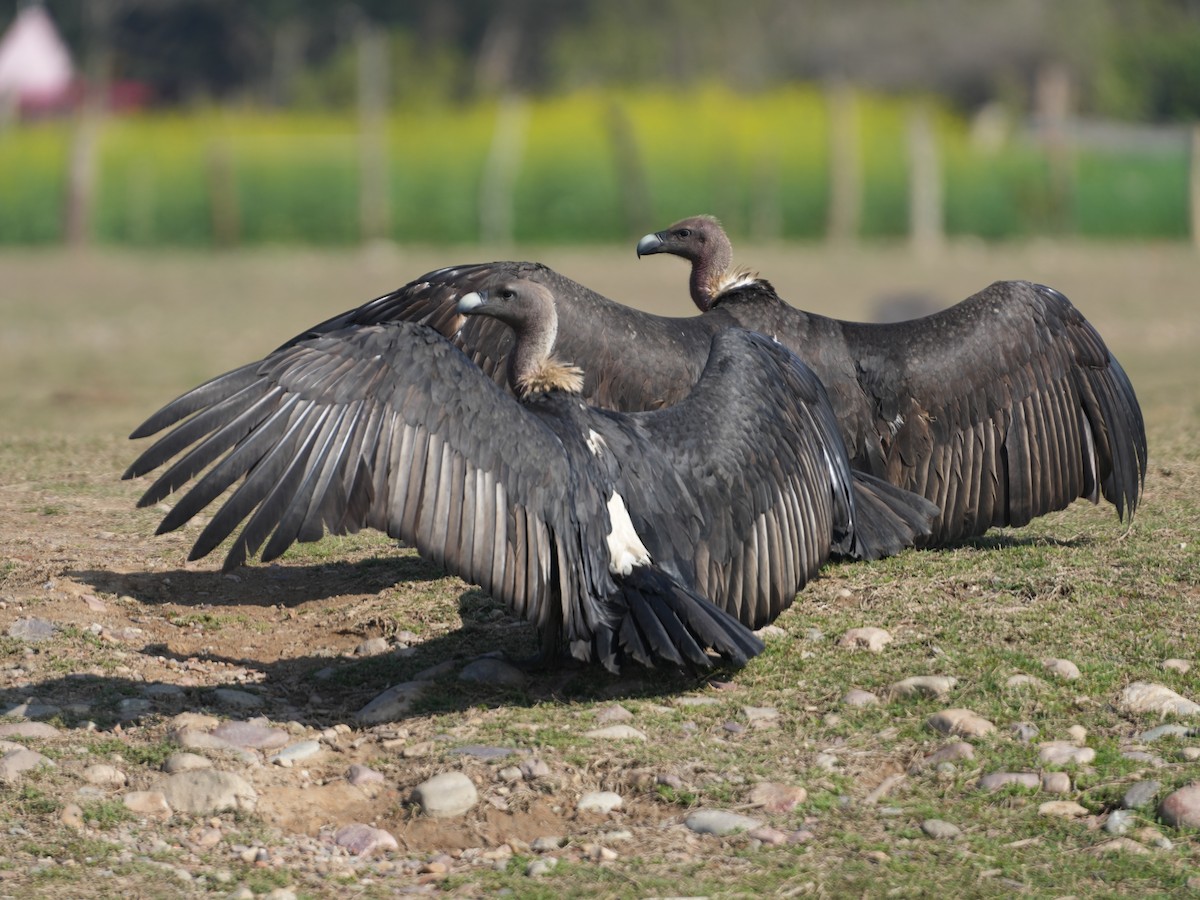 White-rumped Vulture - ML657532816
