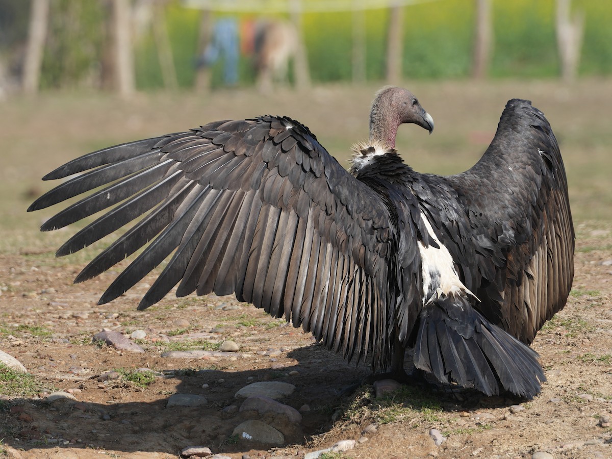 White-rumped Vulture - ML657532817