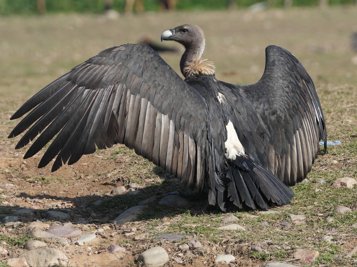 White-rumped Vulture - ML657532818