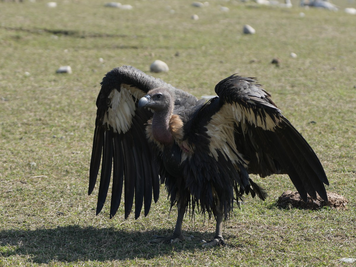 White-rumped Vulture - ML657532819