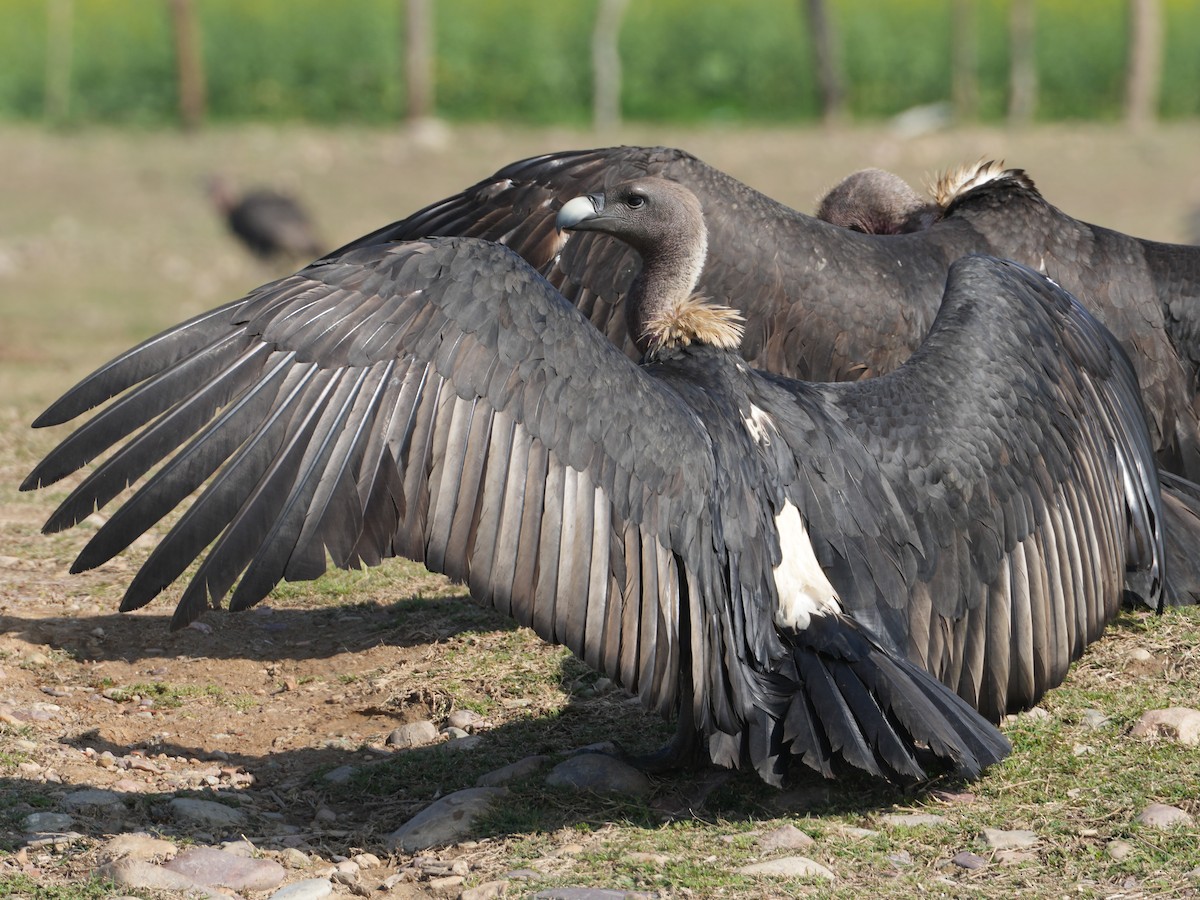 White-rumped Vulture - ML657532820
