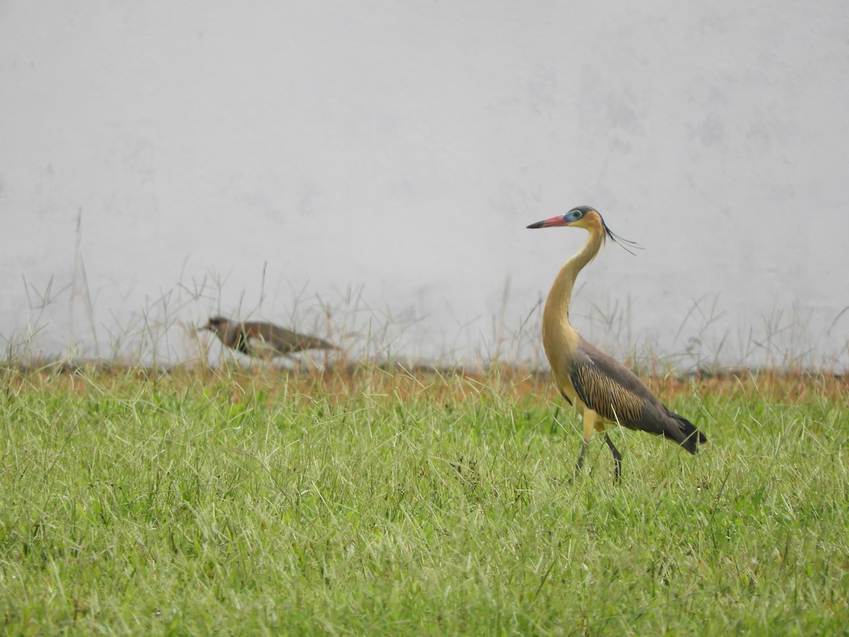 Whistling Heron - ML657533458