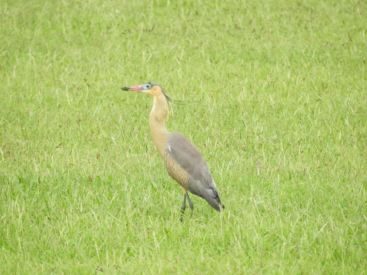 Whistling Heron - ML657533459