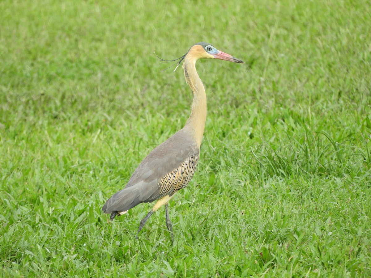 Whistling Heron - ML657533460