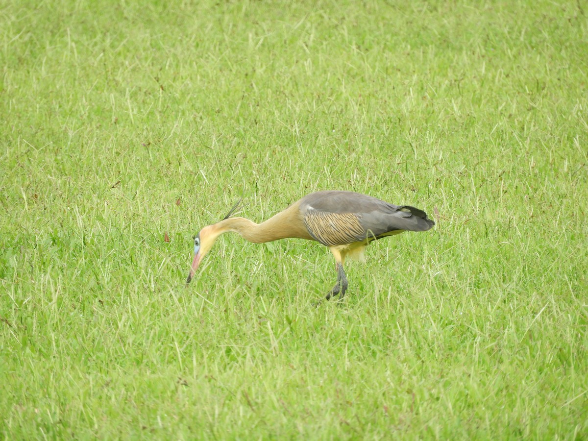 Whistling Heron - ML657533461