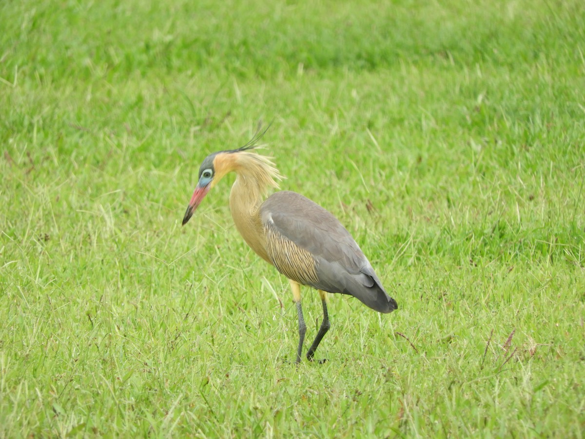 Whistling Heron - ML657533462