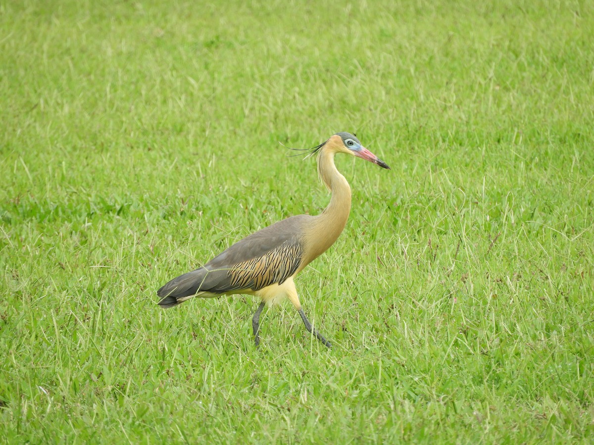 Whistling Heron - ML657533463