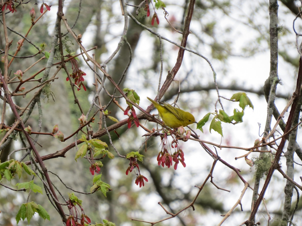 Northern Yellow Warbler - ML657533551