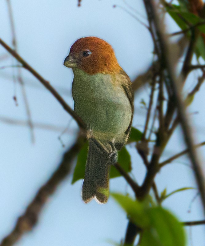 White-breasted Parrotbill - ML657533754