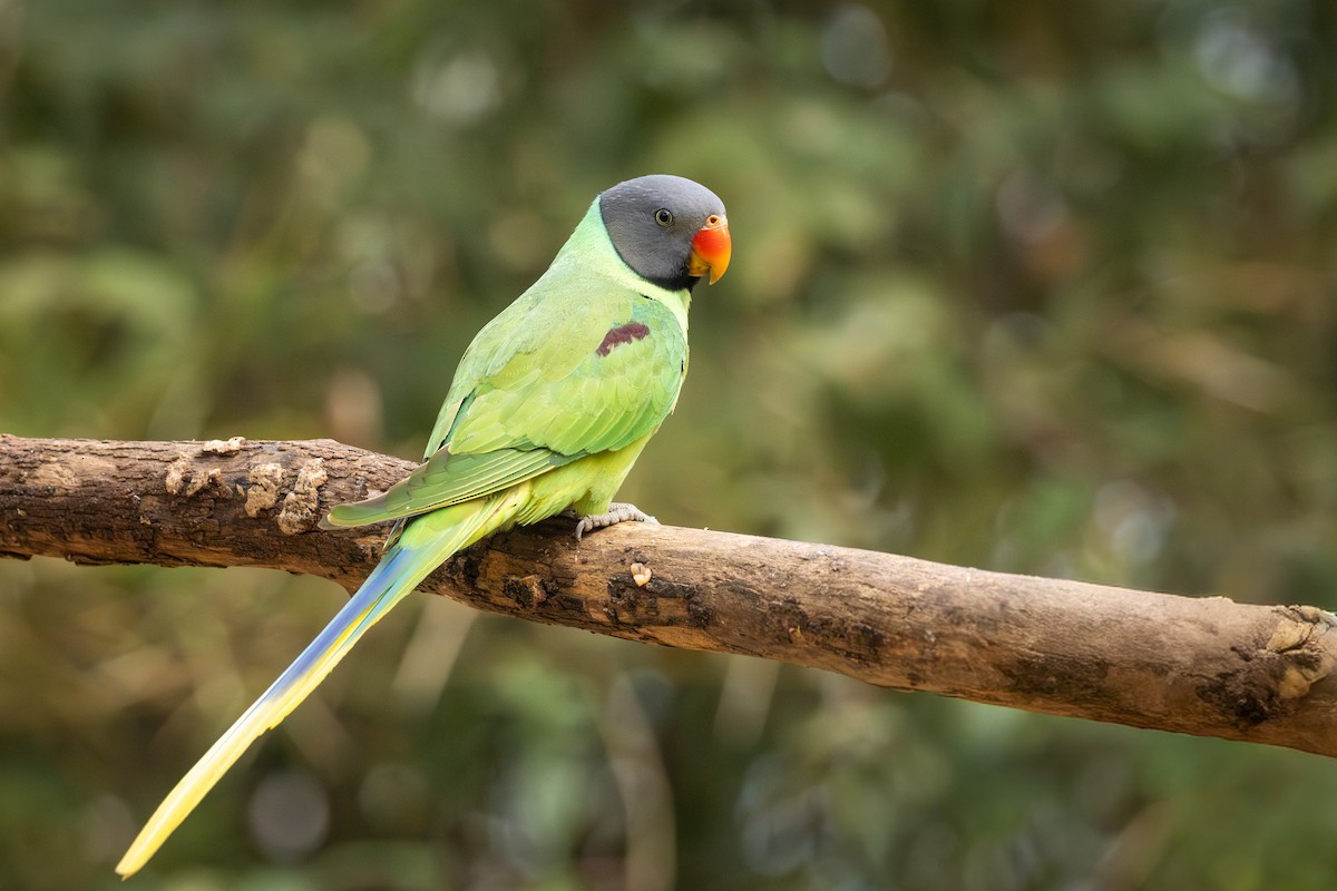 Slaty-headed Parakeet - ML657533788