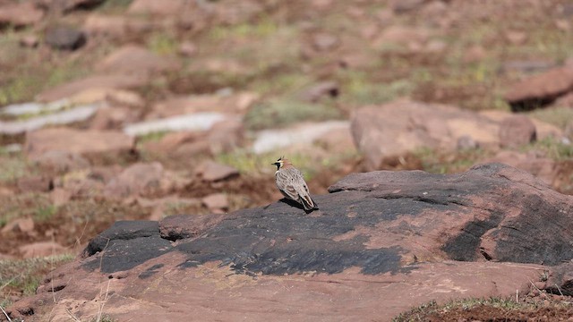 Hegatxabal adarduna - ML657534061