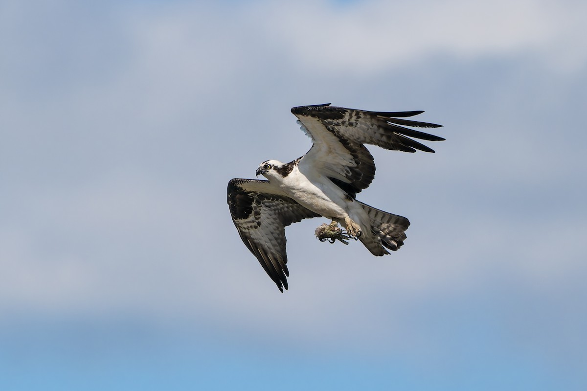 Osprey - ML657534066