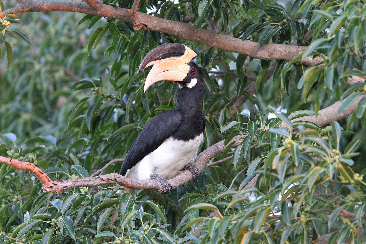 Malabar Pied-Hornbill - ML65753471