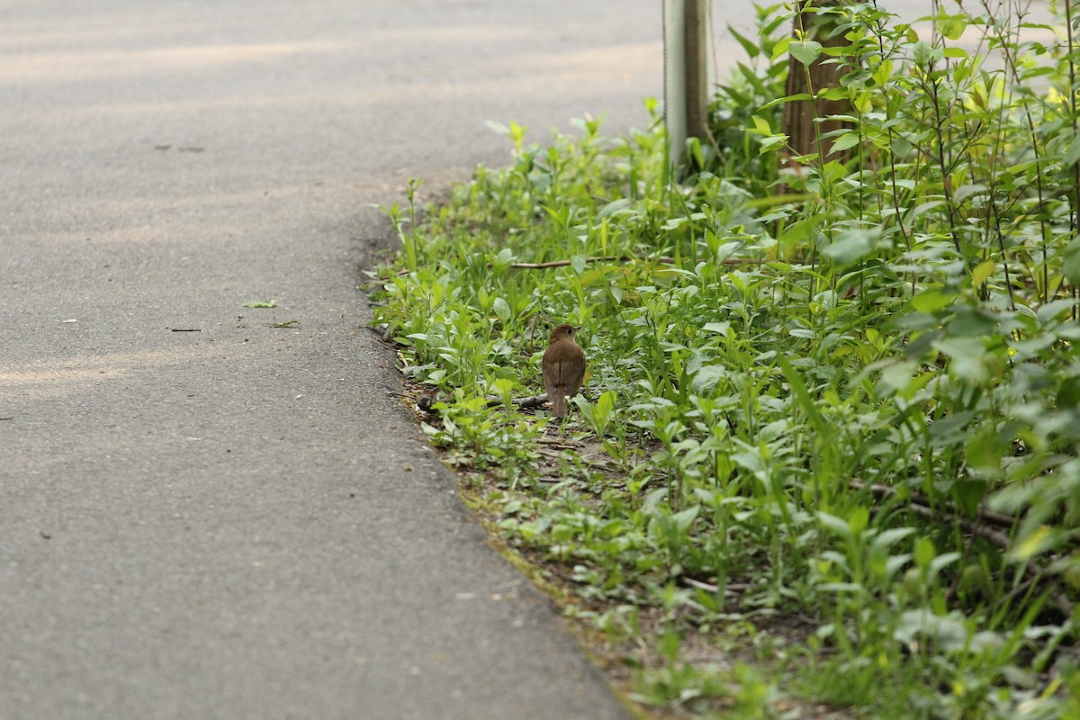 Veery - ML657534715